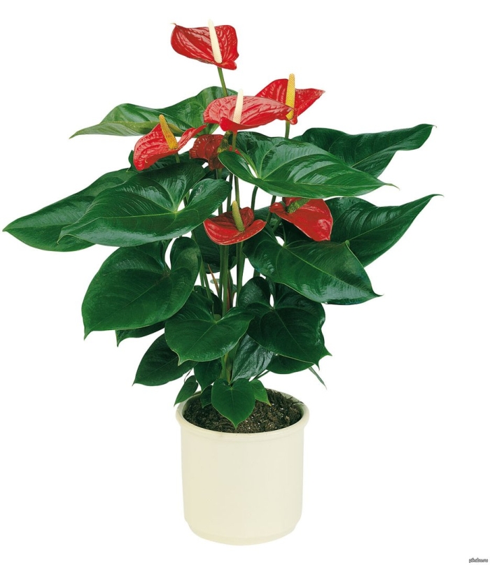 Антуриум дакота