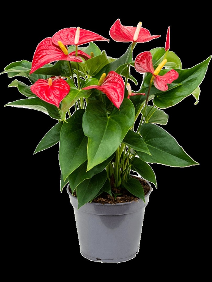 Антуриум андрианум сиерра