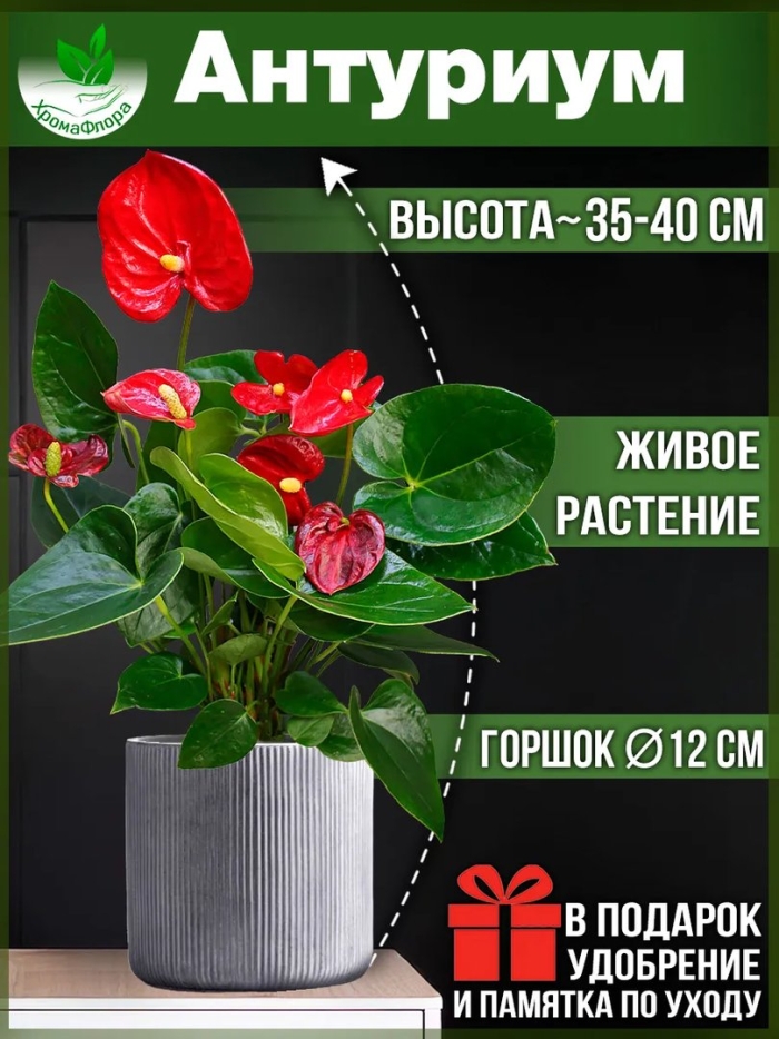 Антуриум мужское счастье