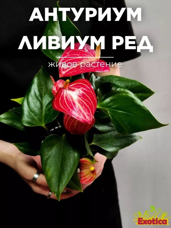 Антуриум ливиум ред