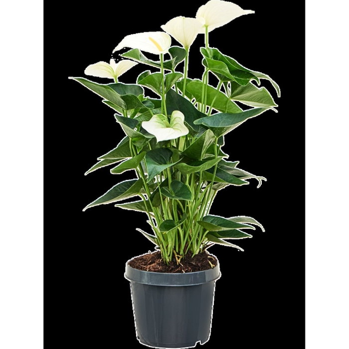 Антуриум андрианум вайт чемпион