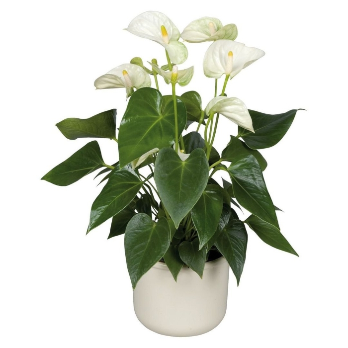 Белый антуриум