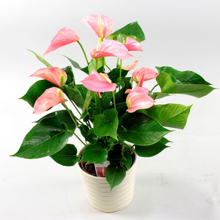 Антуриум хрустальный