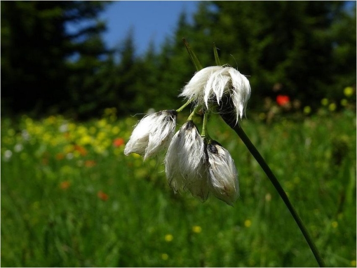 Eriophorum latifolium