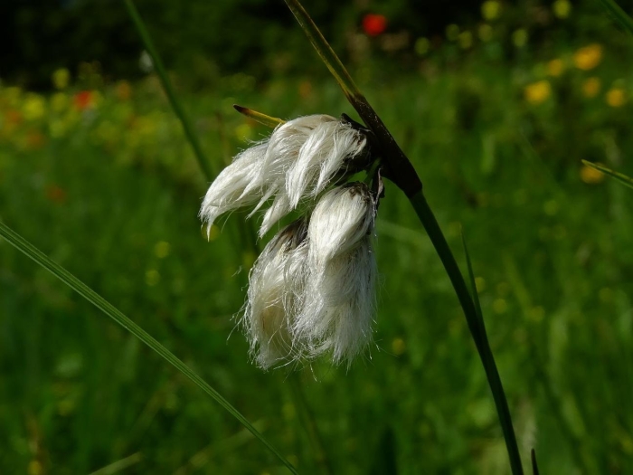 Eriophorum angustifolium