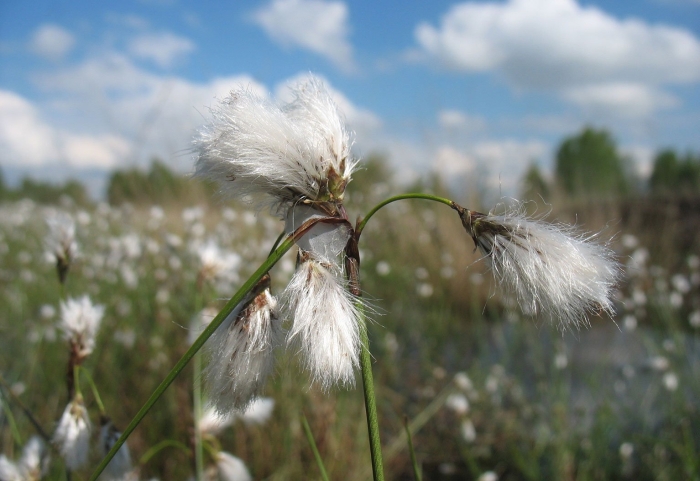 Пушица многоколосковая