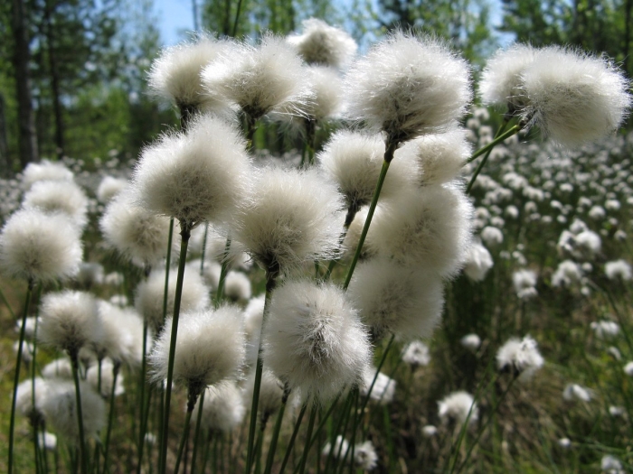 Пушица влагалищная