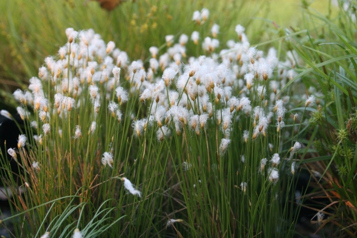 Пухонос альпийский