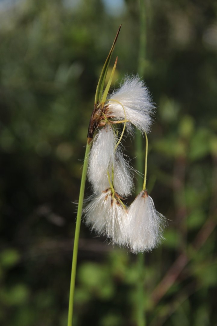 Пушица болотная