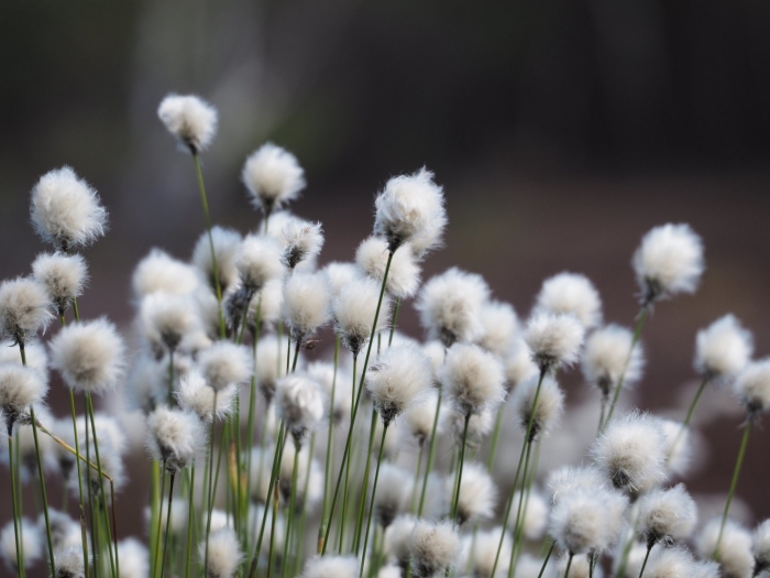 Пушица шейхцера