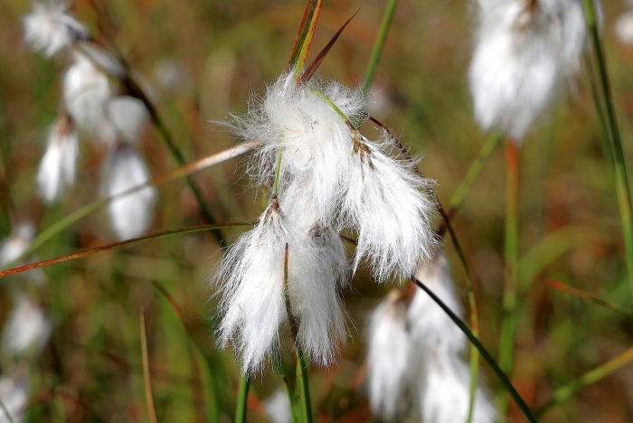 Eriophorum coreanum