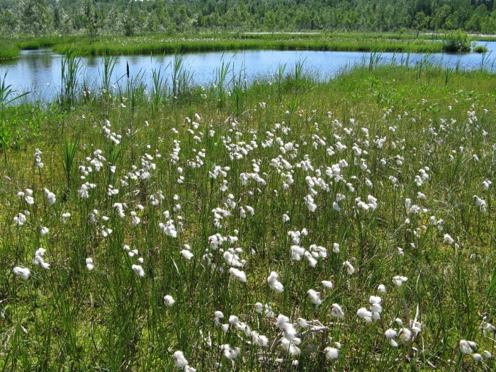 Пушица болотная