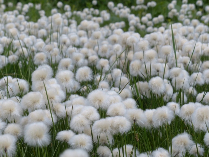 Пушица красивощетинковая