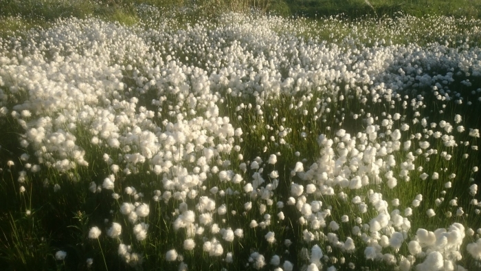 Пушица влагалищная