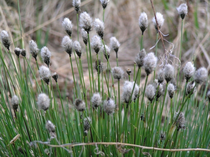 Eriophorum vaginatum