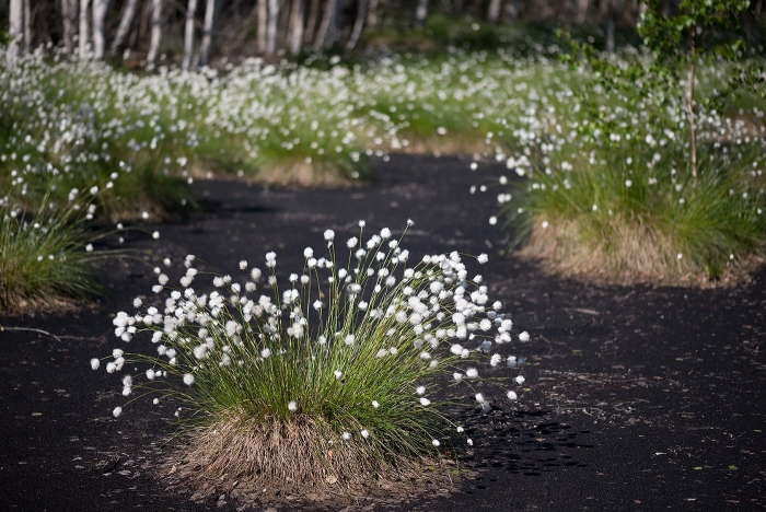 Пушица eriophorum vaginatum