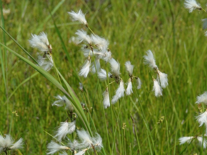 Eriophorum angustifolium