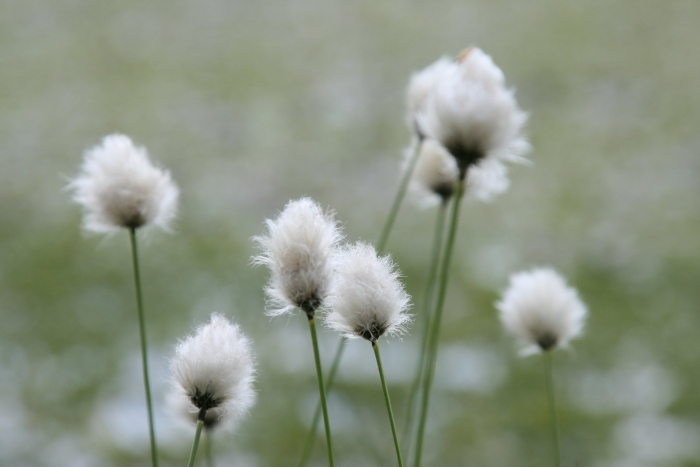 Пушица влагалищная цветок