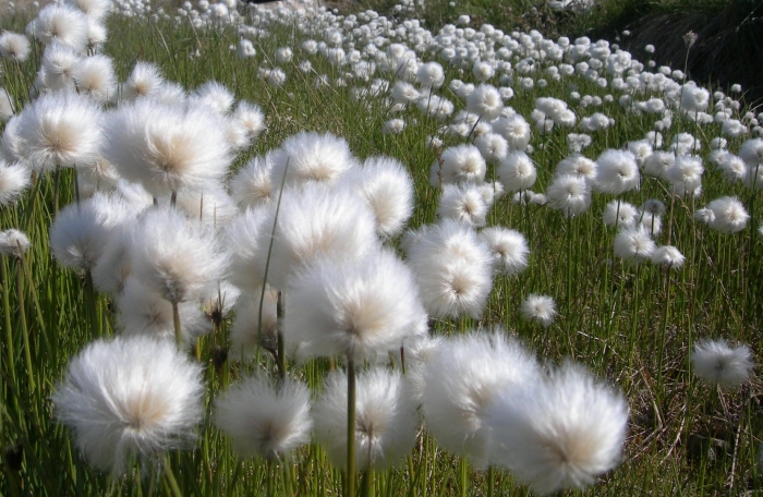 Пушица (eriophorum)