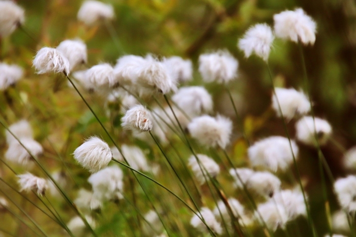 Пушица влагалищная