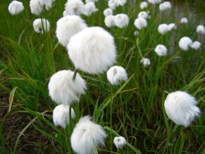 Пушица влагалищная eriophorum vaginatum