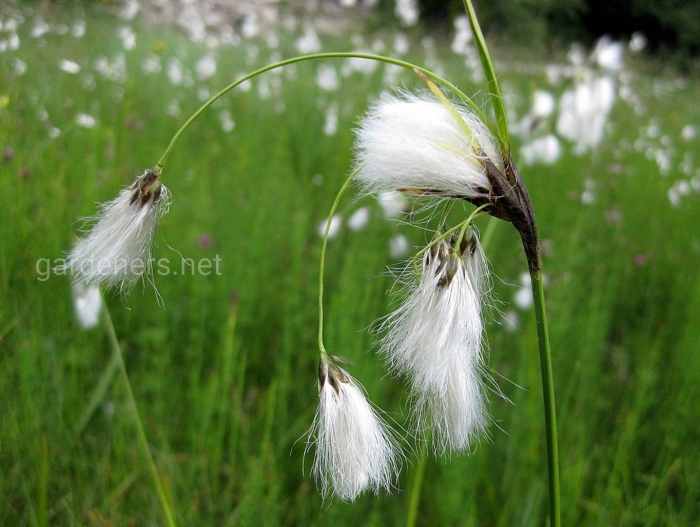 Eriophorum angustifolium