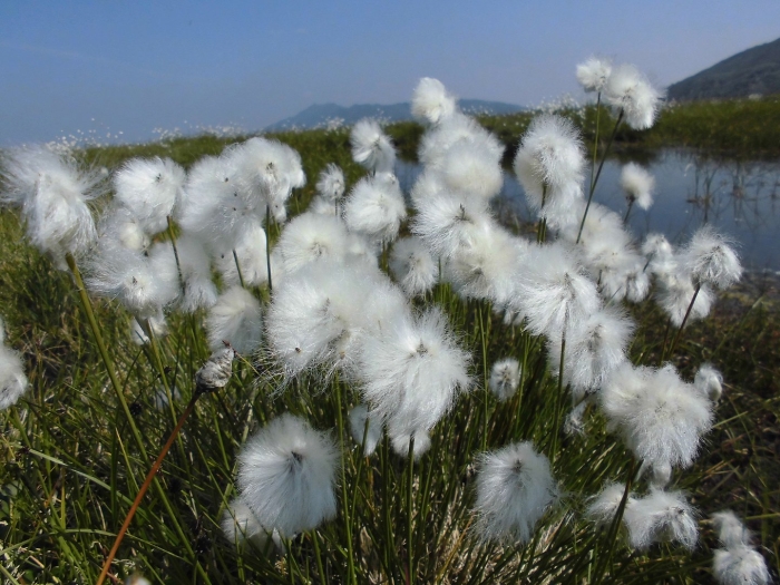 Пушица шейхцера (eriophorum scheuchzeri)