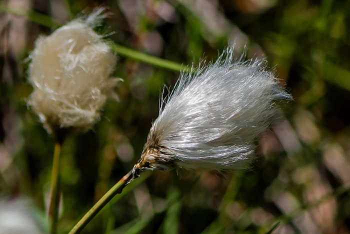 Пушица (eriophorum)