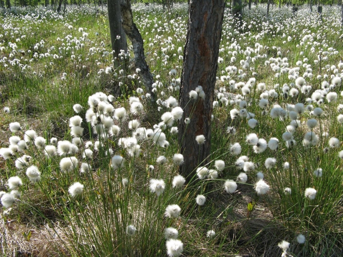 Пушица стройная