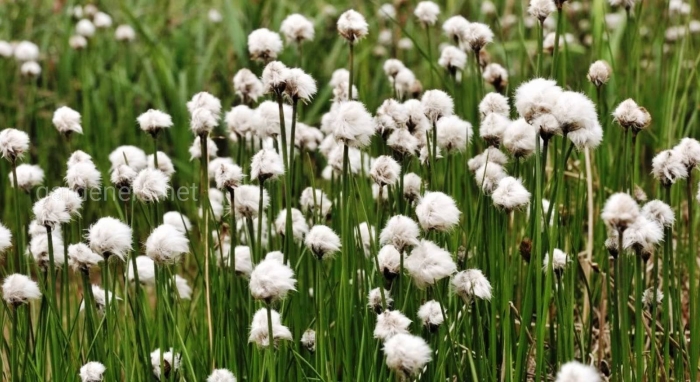 Пушица (eriophorum)