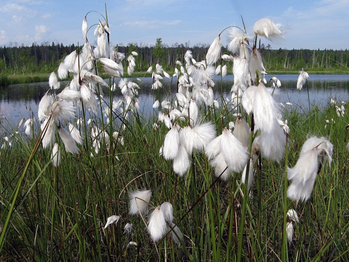 Пушица (eriophorum)
