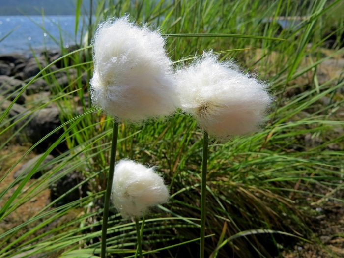 Пушица болотная