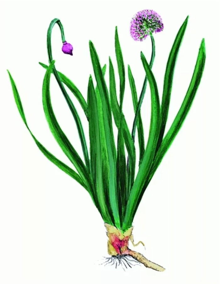 Лук поникающий слизун