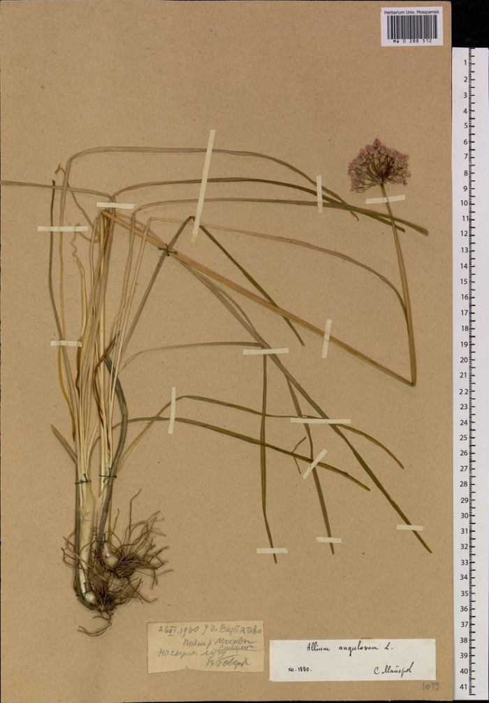 Allium sativum гербарий