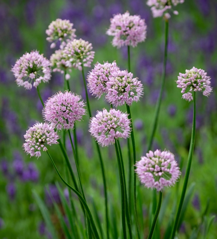 Caeruleum аллиум