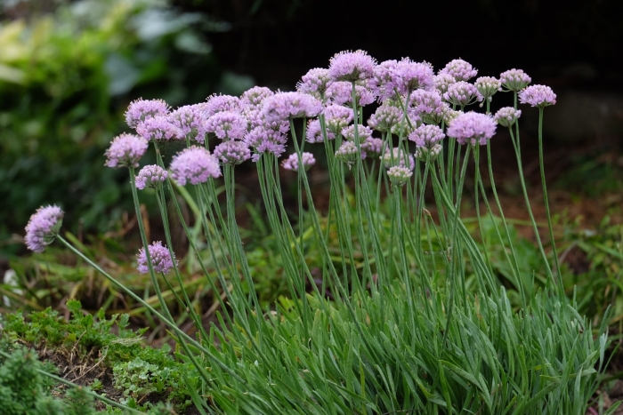 Allium schoenoprasum лук скорода