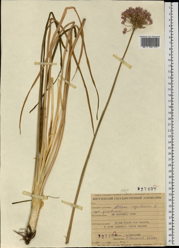 Сусак зонтичный