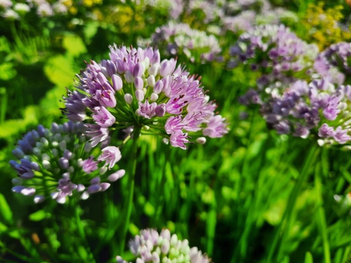 Аллиум саммер бьюти