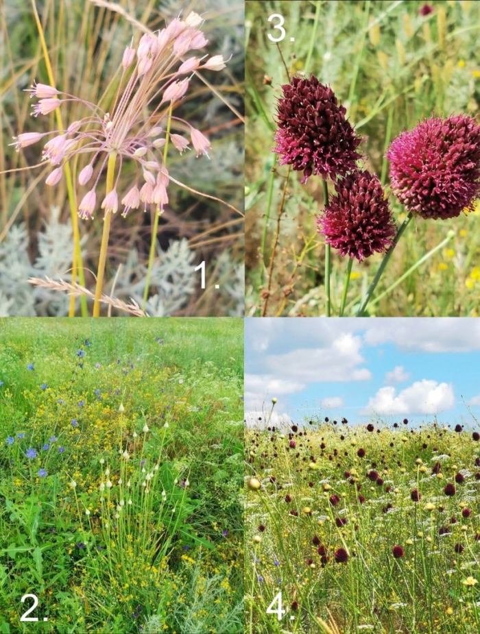 Allium rotundum луговой