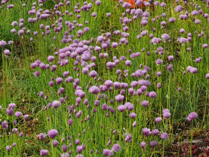 Лук шнитт (allium schoenoprasum)
