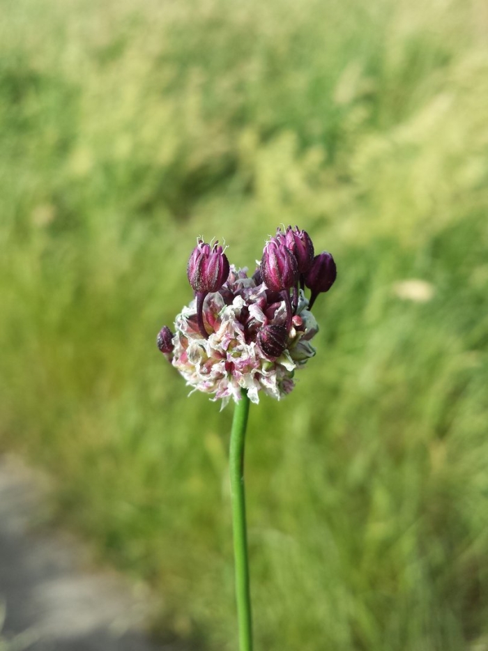 Allium scorodoprasum