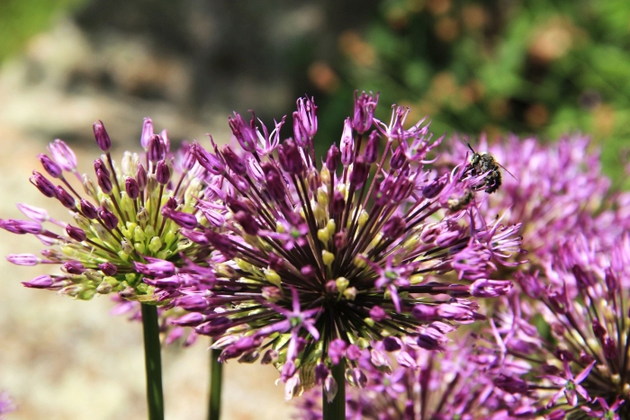 Allium giganteum