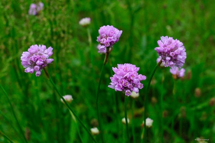 Armeria maritima subsp elongata