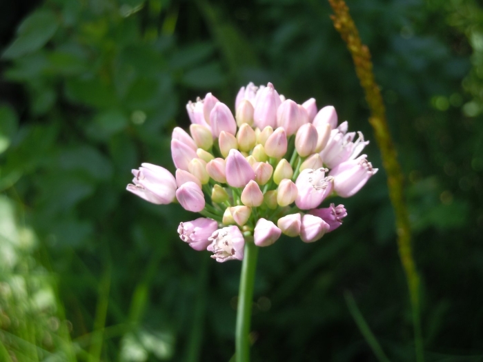 Allium montanum