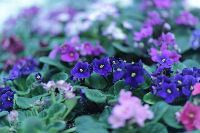 Узамбарская фиалка синяя