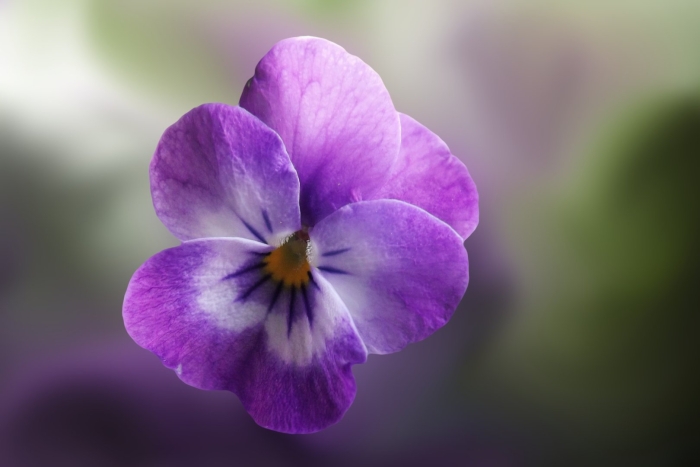 Фиалки анютины глазки сиреневая