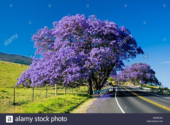 Дерево жакаранда