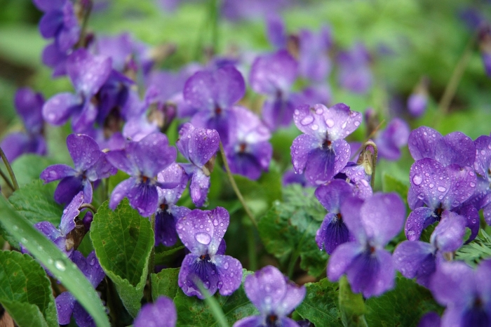 Фиалка рогатая коломбина