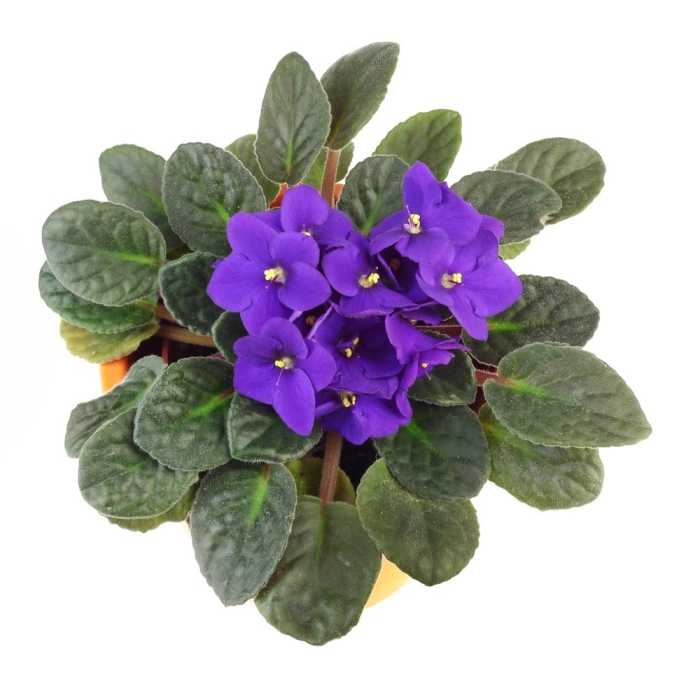 Комнатное растение фиалка