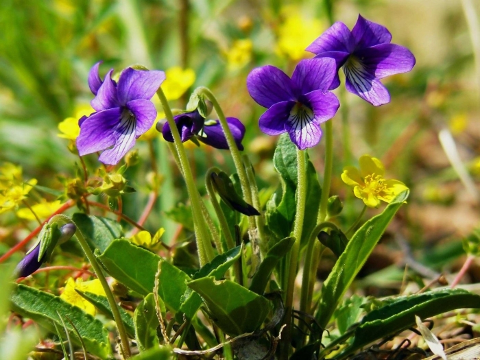 Фиалка (viola odorata)